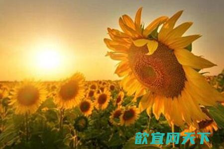 花语是什么 不同数目代表什么寓意