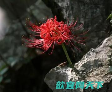 彼岸花的花语与象征